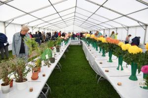 Town Show and Family Fun Day flowers and plants display.