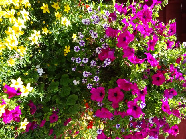 Close up of Floral Display