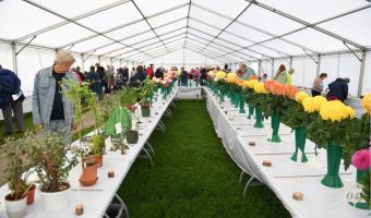 Town Show and Family Fun Day flowers and plants display.