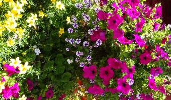 Close up of Floral Display